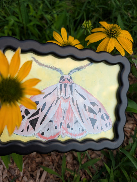Original mixed media painting of pink moth with delicate black markings and fluffy antennae on soft yellow background in black wavy frame
